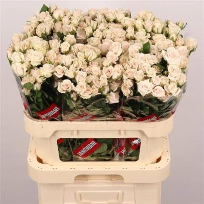 Кущова троянда 'ROYAL PORCELINA'