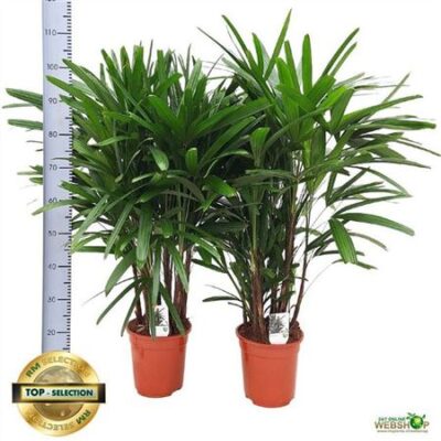Рапіс 'Excelsa'