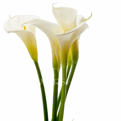 Кала 'Colombe Paix'