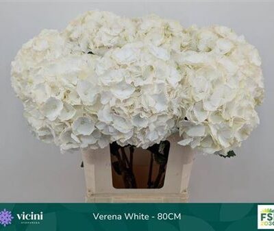 Гортензія 'White Verena'
