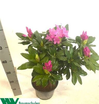 Рододендрон 'Roseu Elega'