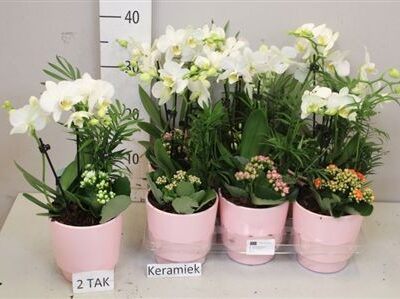 Композиція 'Phal Mt'