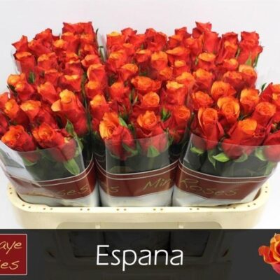 Одноголова троянда 'ESPANA@'