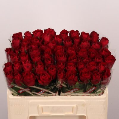 Одноголова троянда 'Madam Red