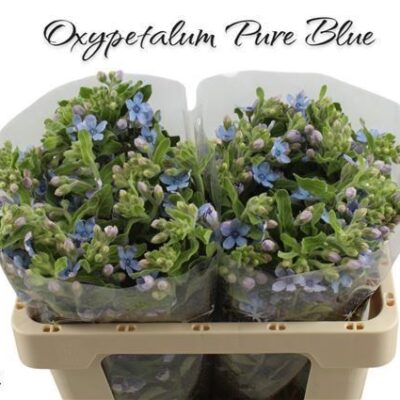 Оксіпеталум 'TAN PURE BLU'