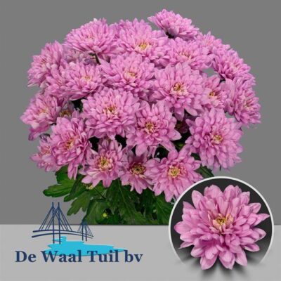 Хризантема 'BALTICA PINK'