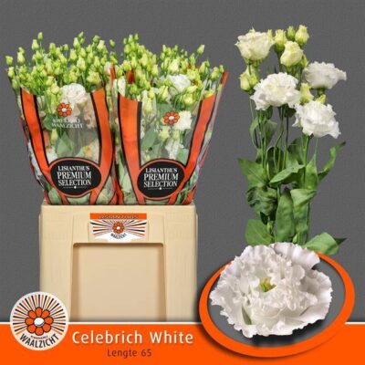 Еустома 'CELEBRICH WHIT'