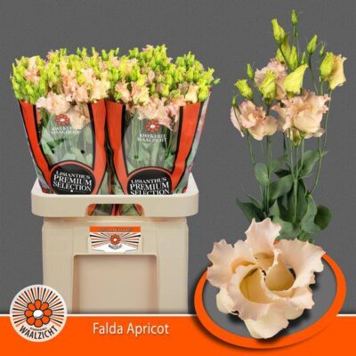 Еустома 'FALDA APRICOT'