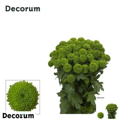 Хризантема 'CODE GREEN'