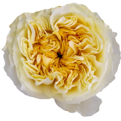 Одноголова троянда 'New Variety'