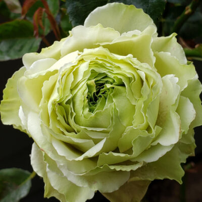 Еквадорська троянда 'Green  Romance'