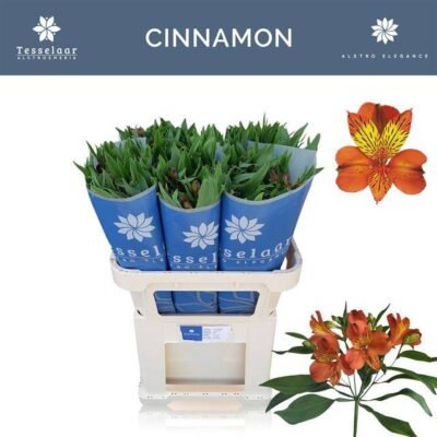 Альстромерія 'CINNAMON'