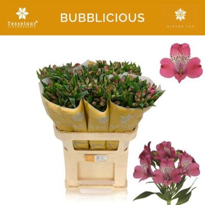 Альстромерія 'BUBBLICIOUS'