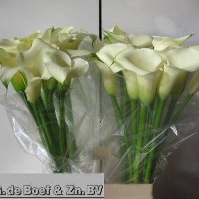 Кала 'WHITE FLIRT'