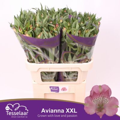 Альстромерія 'AVIANNA'