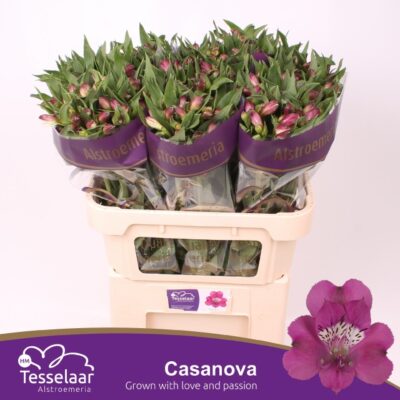 Альстромерія 'CASANOVA'