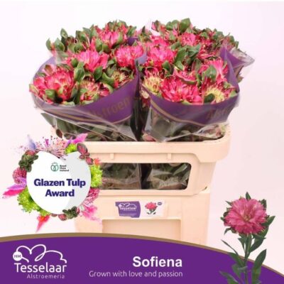 Альстромерія 'FASH SOFIENA'