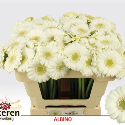 Гербера'ALBINO'