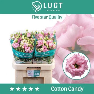 Еустома 'COTTON CANDY'