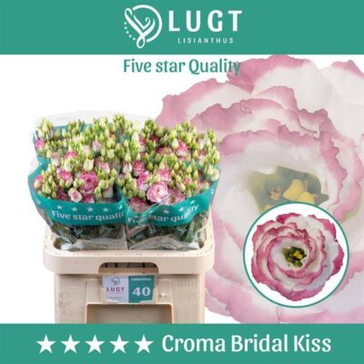 Еустома 'CROMA BRID KIS'