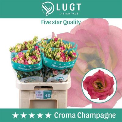 Еустома 'CROMA CHAMPAGN'
