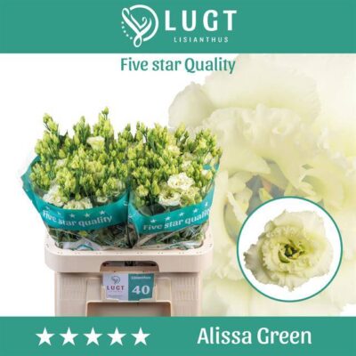 Еустома 'ALISSA GREEN'