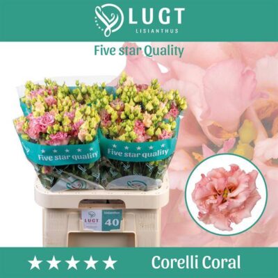 Еустома 'CORELLI CORAL'