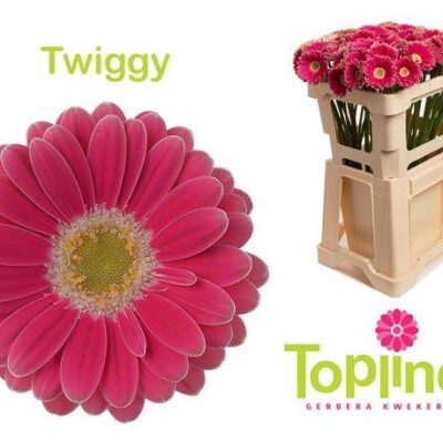 Гербера'TWIGGY'