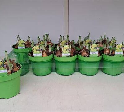 Нарцис горшковий 'TETE A TETE'