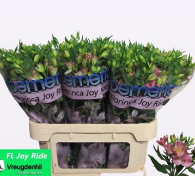 Альстромерія 'JOY RIDE'