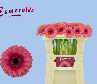 Гербера'CORALLO'