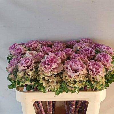 Брасіка 'ROSE'