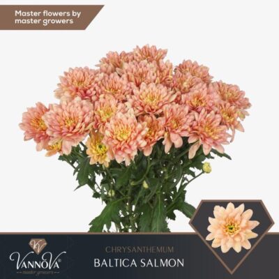 Хризантема 'BALTICA SALMON'