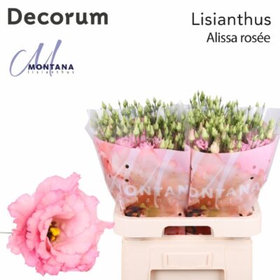 Еустома 'ALISSA ROSE'