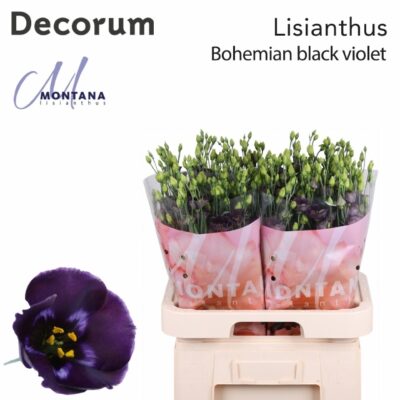 Еустома 'BOHEMI BLK VIO'
