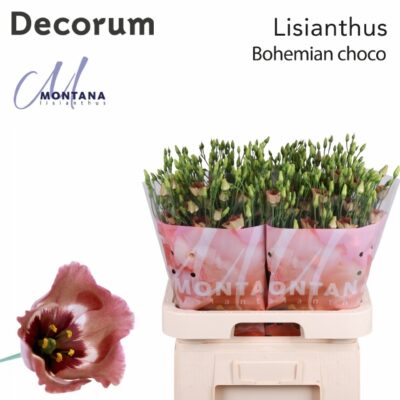 Еустома 'BOHEMIAN CHOCO'