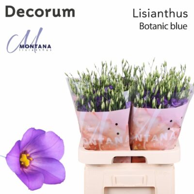 Еустома 'BOTAN BLUE'