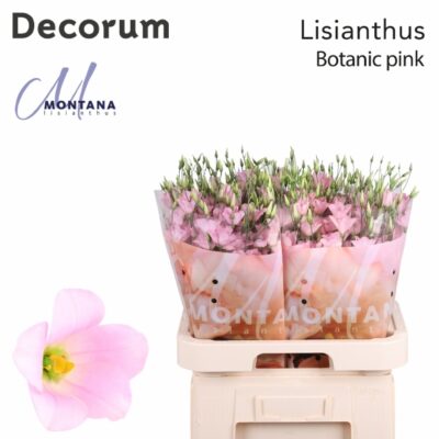 Еустома 'BOTAN PINK'