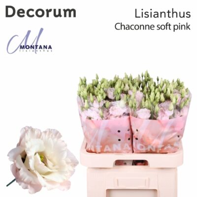 Еустома 'CHAC SOFT PINK'