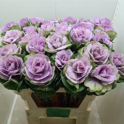 Брасіка 'PINK'