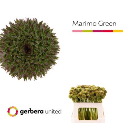 Гербера'MARIMO GREEN'
