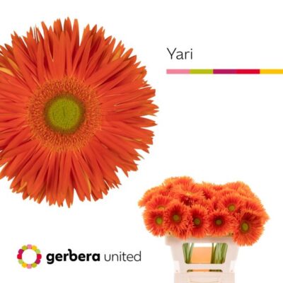 Гербера'YARI+'