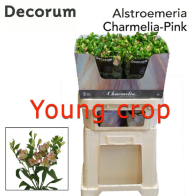 Альстромерія 'CHARMELIA'