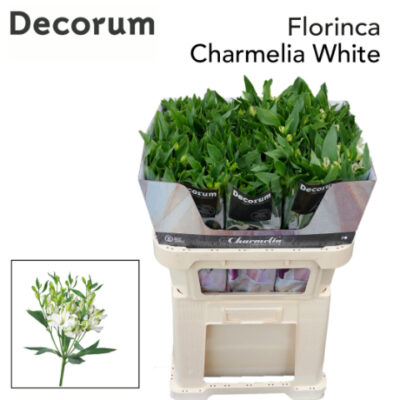 Альстромерія 'CHARME WHITE'