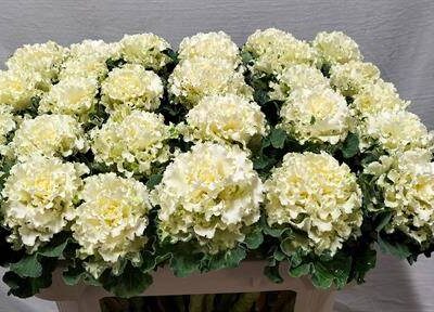 Брасіка 'WHITE'
