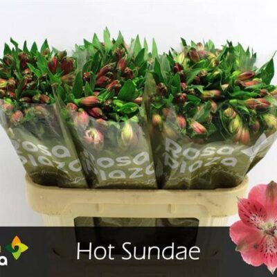 Альстромерія 'HOT SUNDAE'