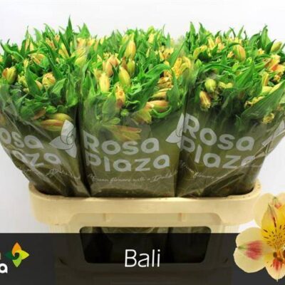 Альстромерія 'BALI'