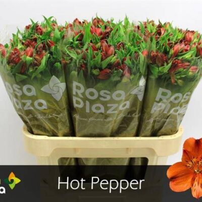 Альстромерія 'HOT PEPPER'