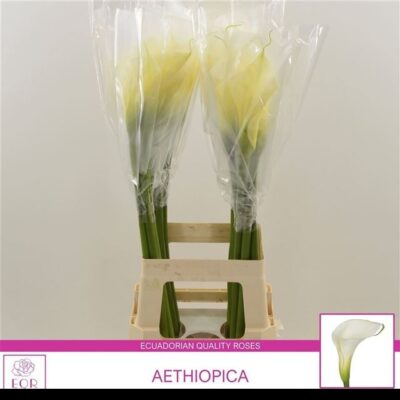 Кала 'AETHIOPICA OV'