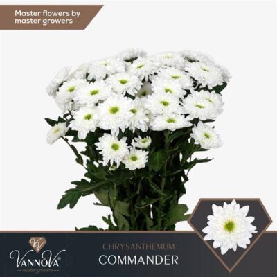 Хризантема 'COMMANDER'